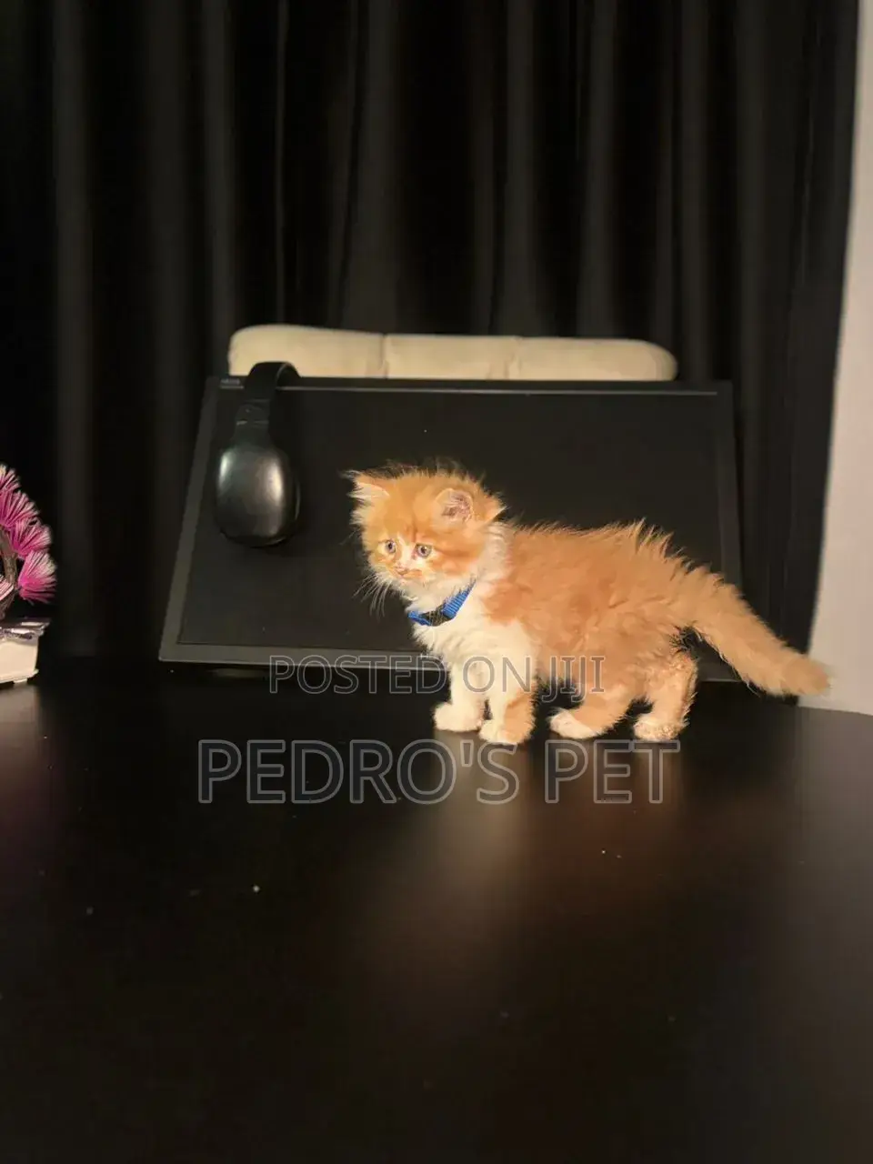 1-3 months Female Purebred Persian