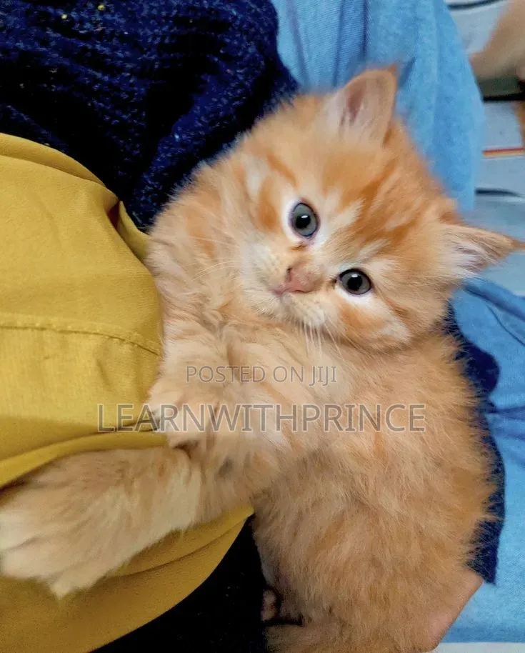 1-3 months Female Purebred Persian