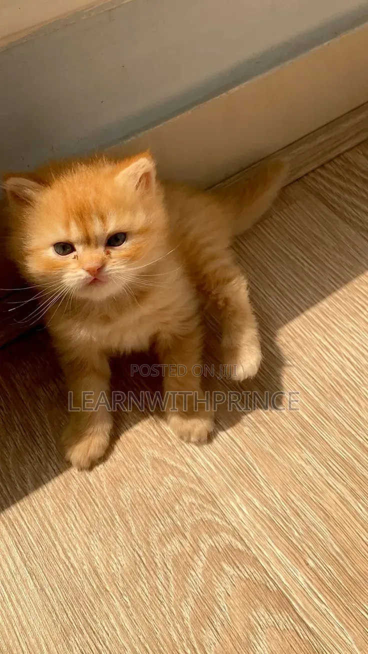 1-3 months Male Purebred Persian
