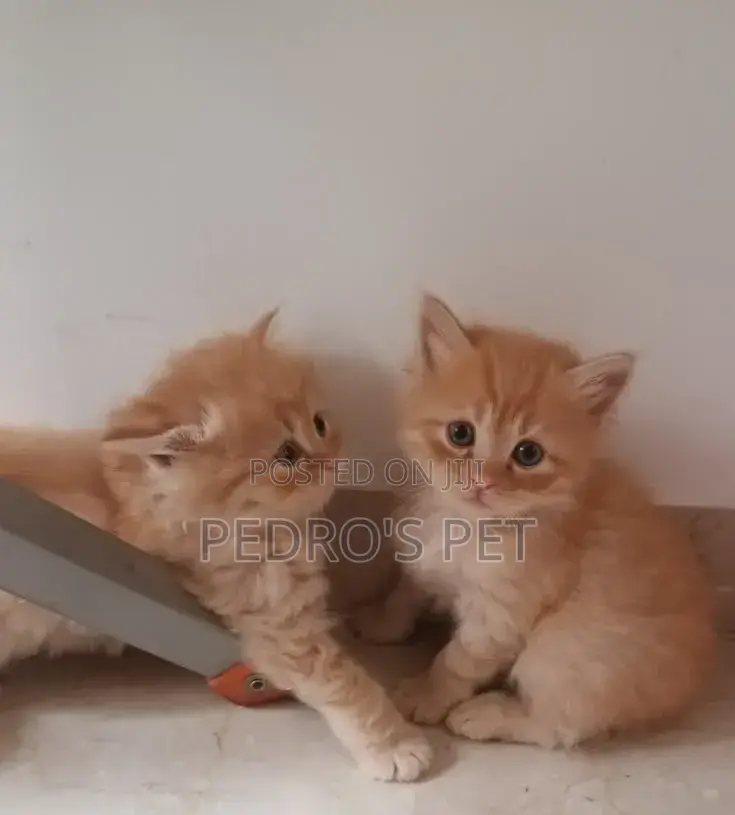 1-3 months Female Purebred Persian