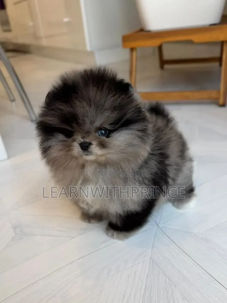 1-3 months Male Purebred Pomeranian