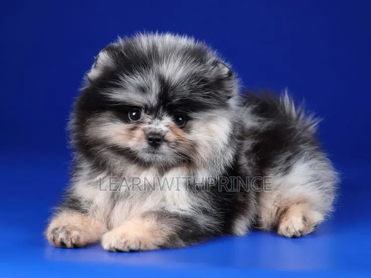1-3 months Male Purebred Pomeranian
