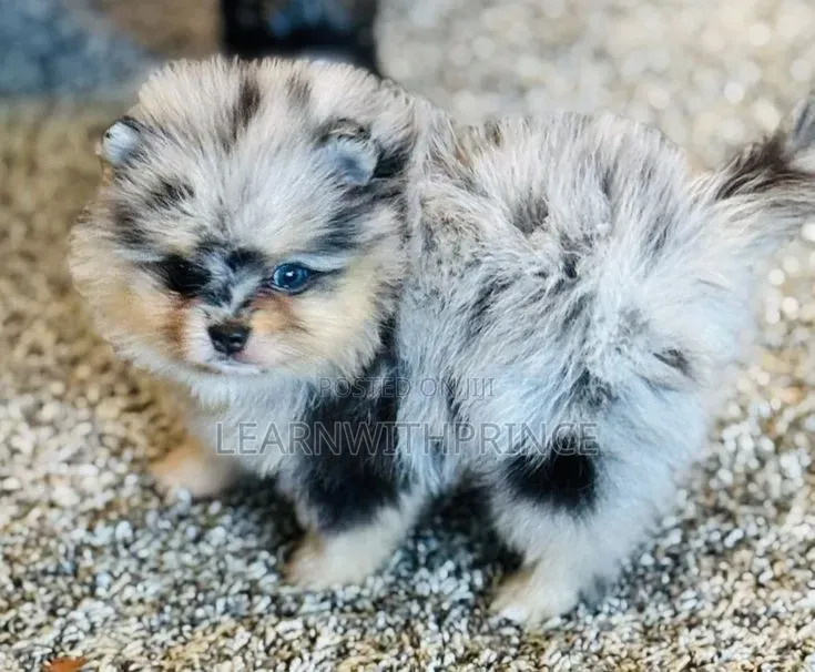 1-3 months Male Purebred Pomeranian