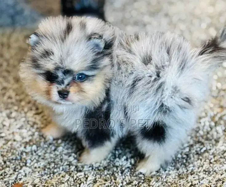 1-3 months Male Purebred Pomeranian