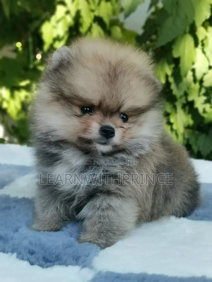 1-3 months Male Purebred Pomeranian