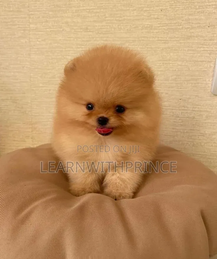 1-3 months Male Purebred Pomeranian