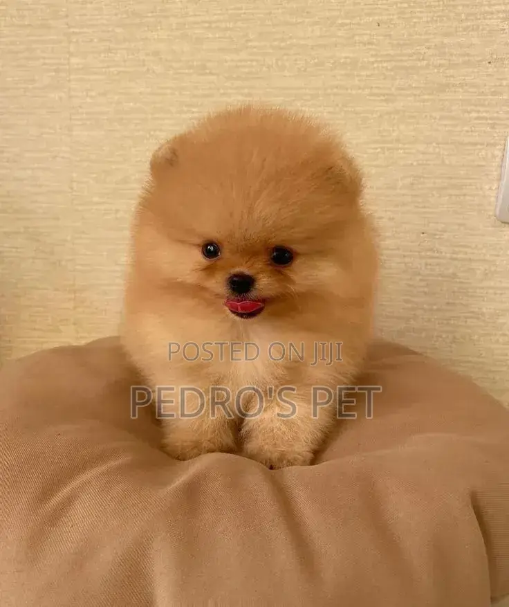 1-3 months Male Purebred Pomeranian