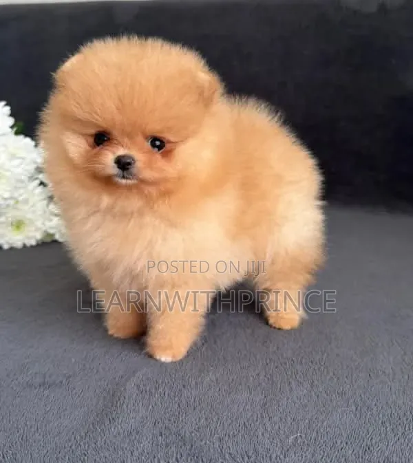 1-3 months Female Purebred Pomeranian