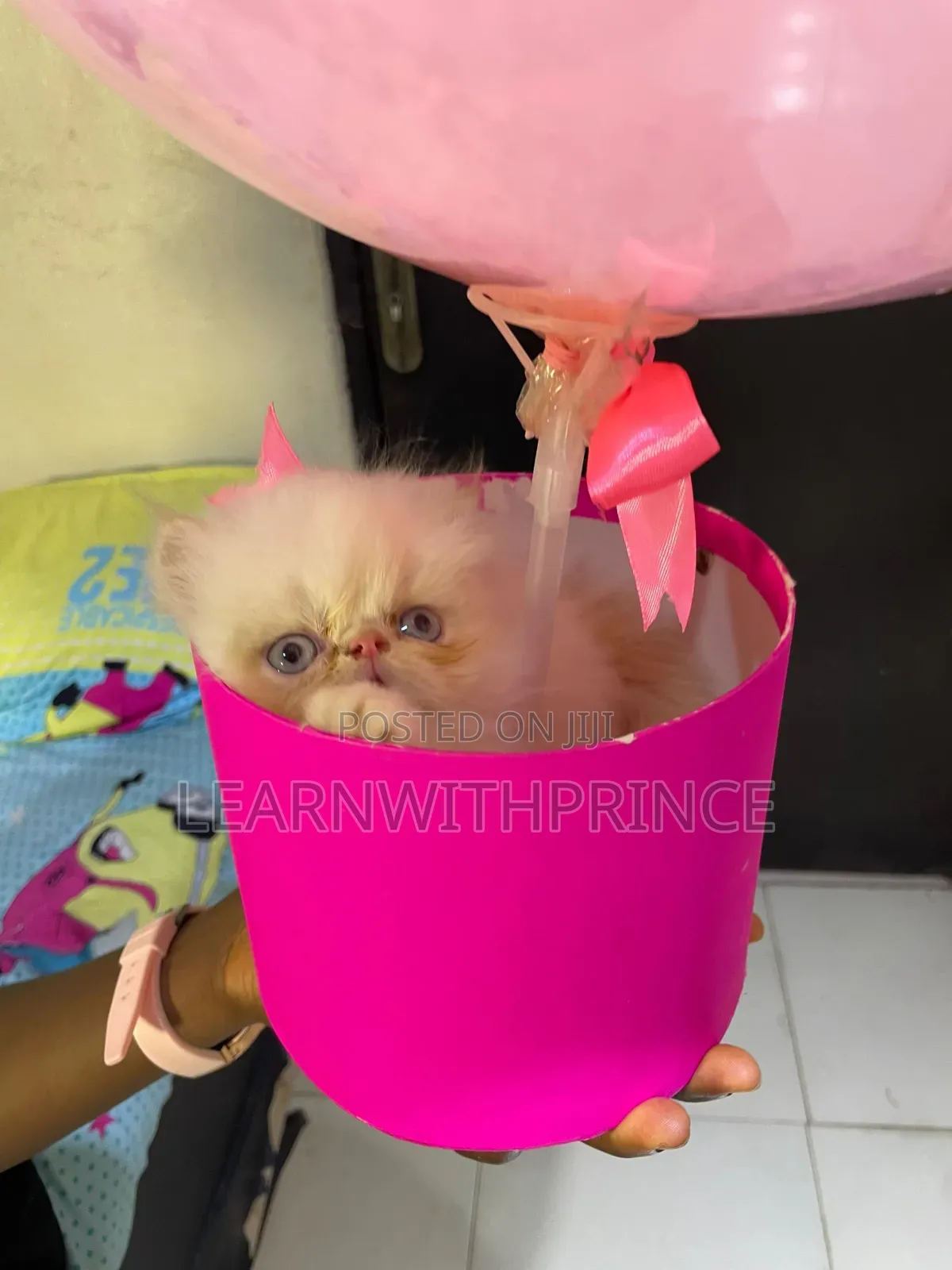 1-3 months Female Purebred Persian