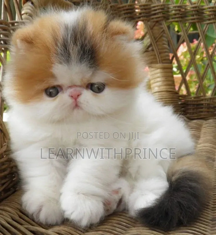 1-3 months Female Purebred Persian