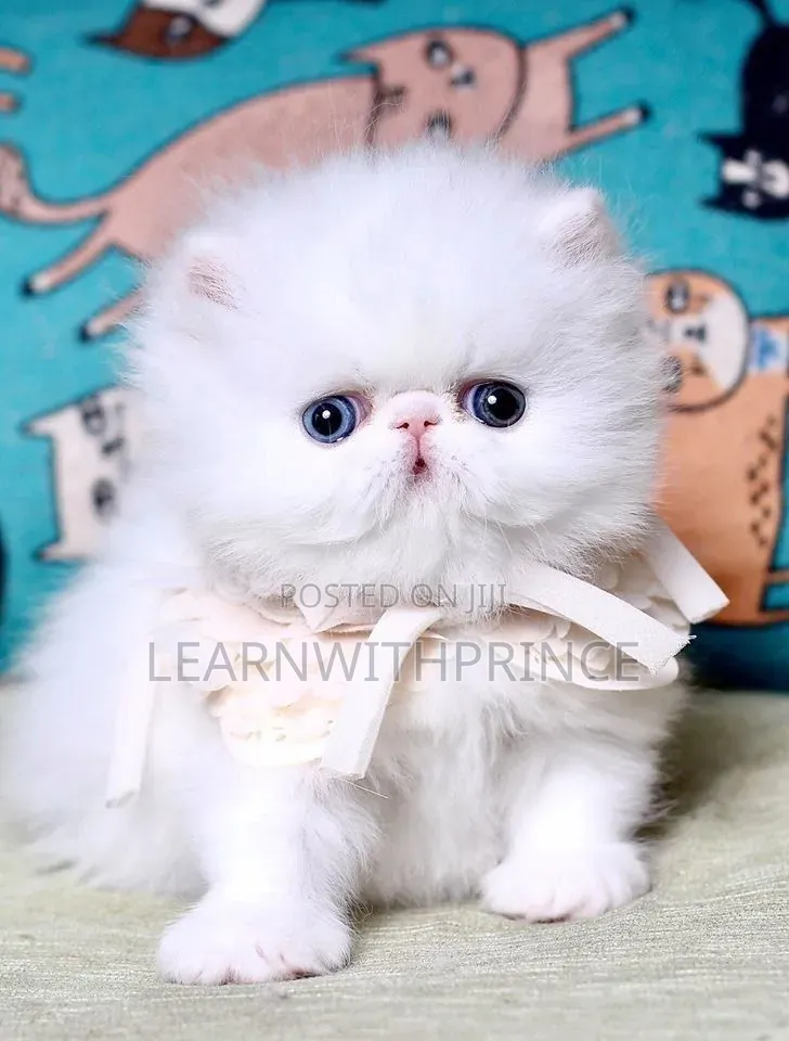 1-3 months Female Purebred Persian