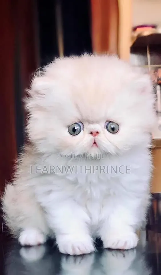 1-3 months Female Purebred Persian
