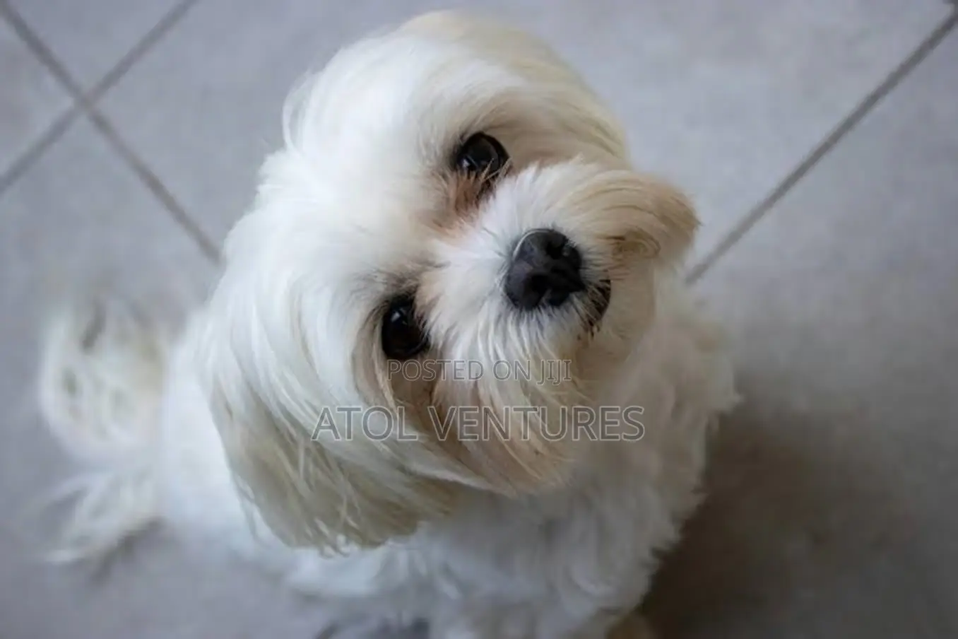 3-6 months Male Mixed Breed Lhasa Apso