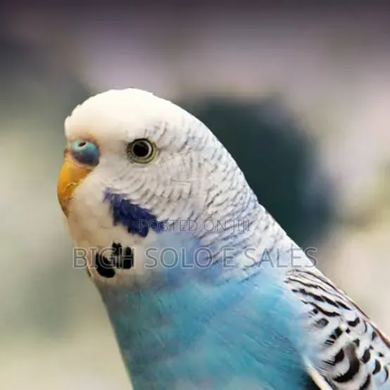 Budgie Brid