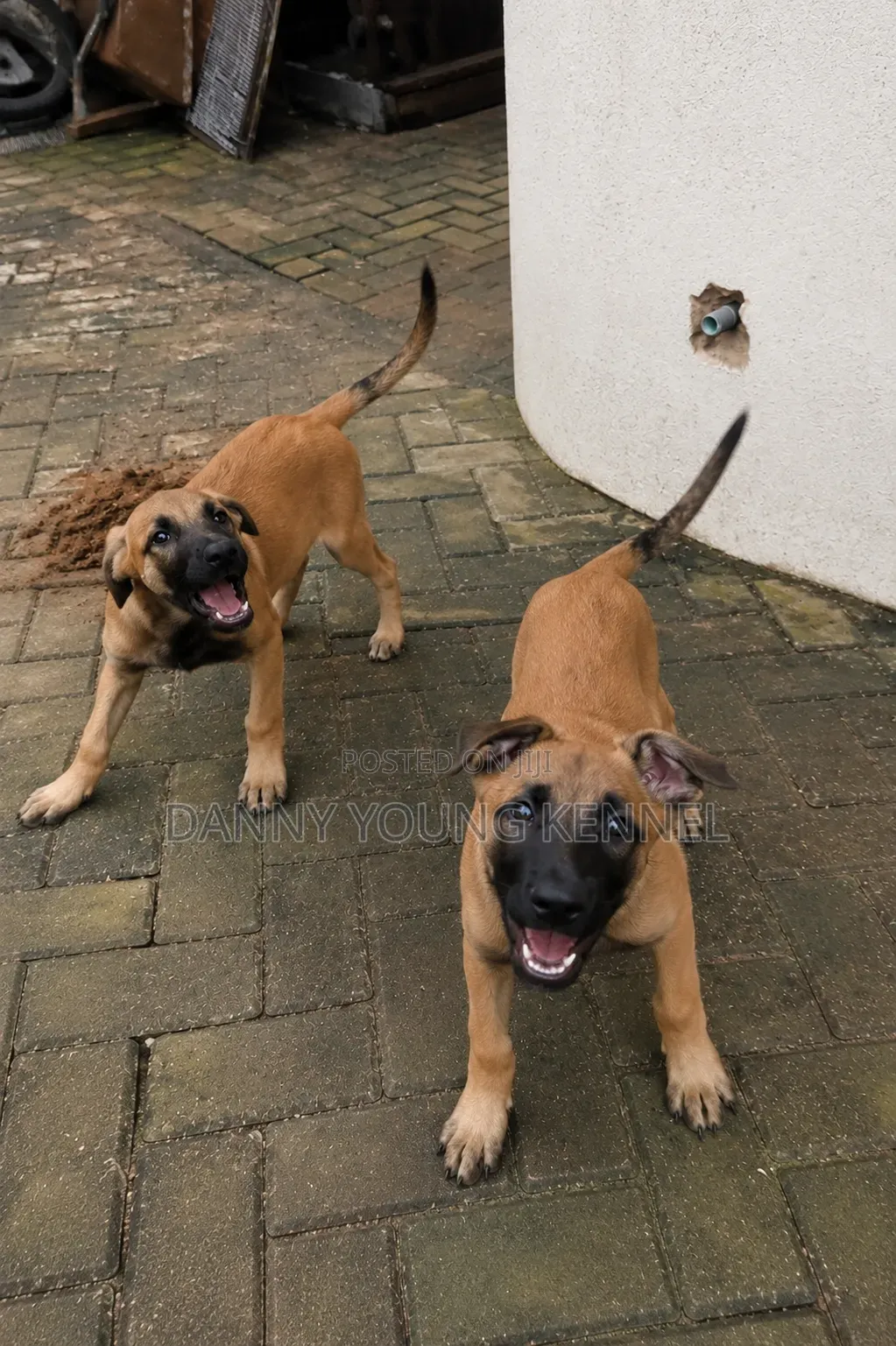 1-3 months Male Purebred Belgian Malinois