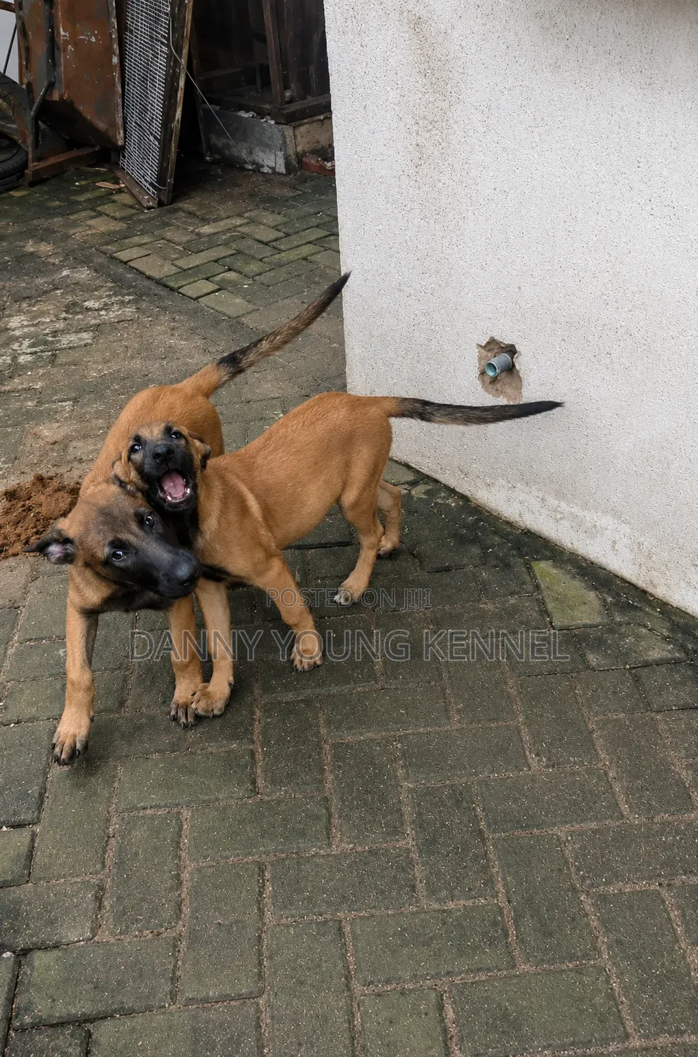 1-3 months Male Purebred Belgian Malinois