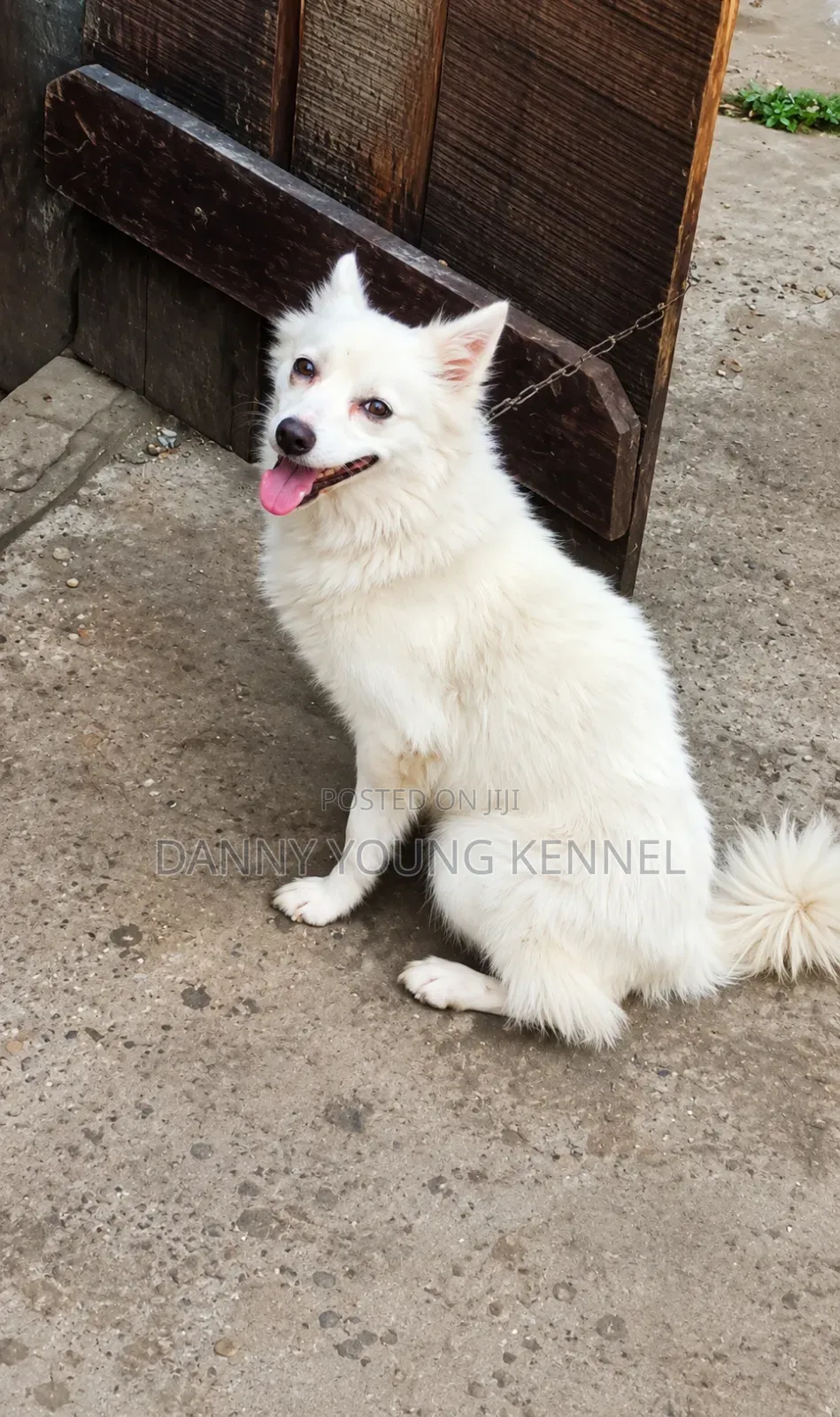 1+ year Female Purebred American Eskimo