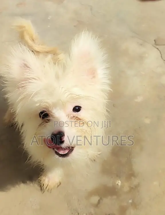 3-6 months Male Mixed Breed Lhasa Apso