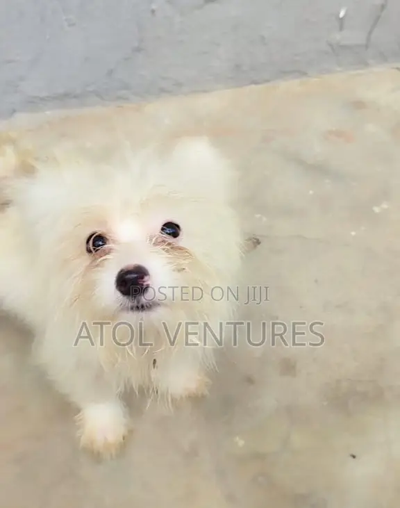 3-6 months Male Mixed Breed Lhasa Apso