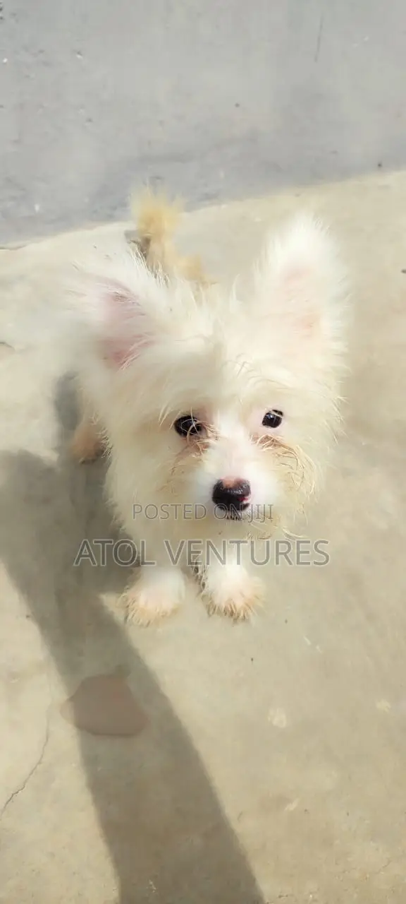 3-6 months Male Mixed Breed Lhasa Apso