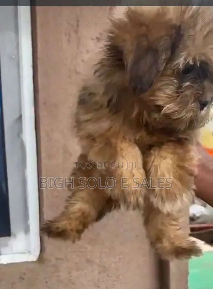 1-3 months Female Purebred Lhasa Apso