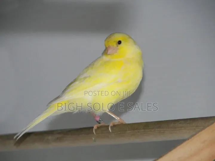 Canery Brids