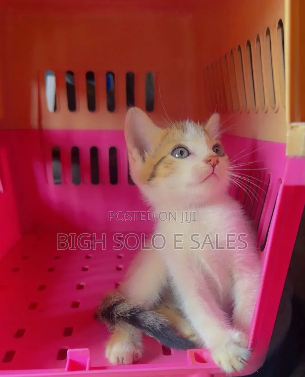 1-3 months Female Mixed Breed American Shorthair