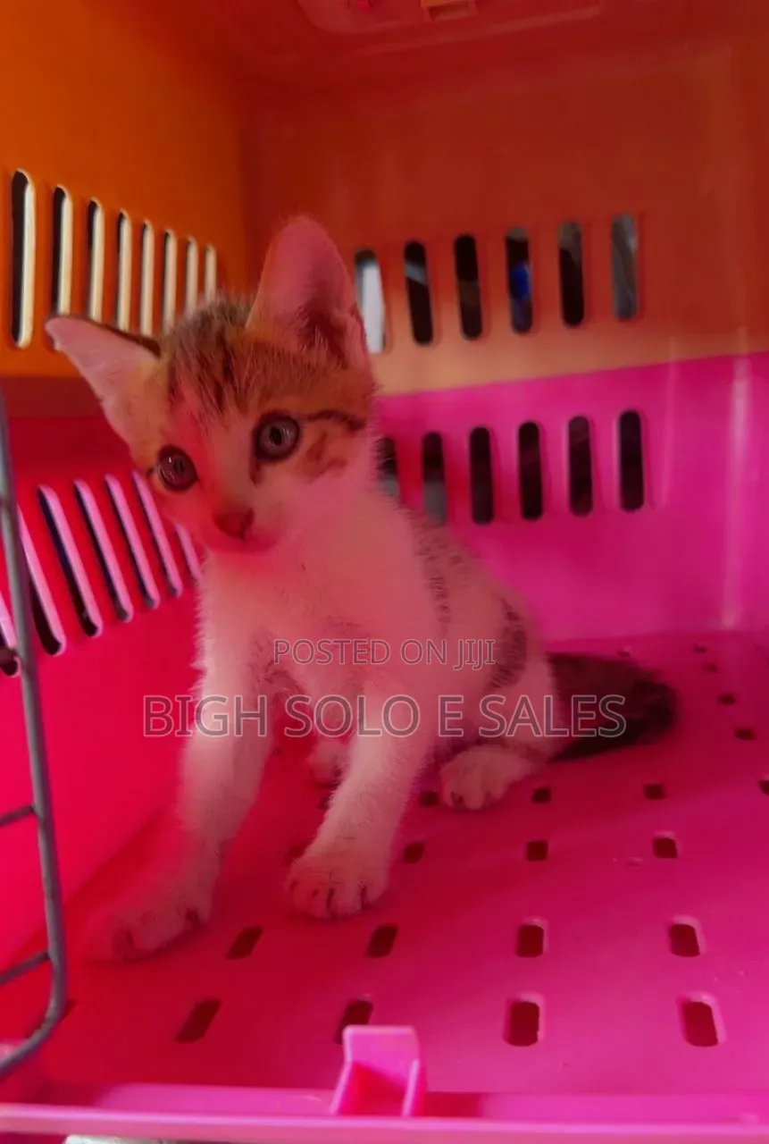 1-3 months Female Mixed Breed American Shorthair