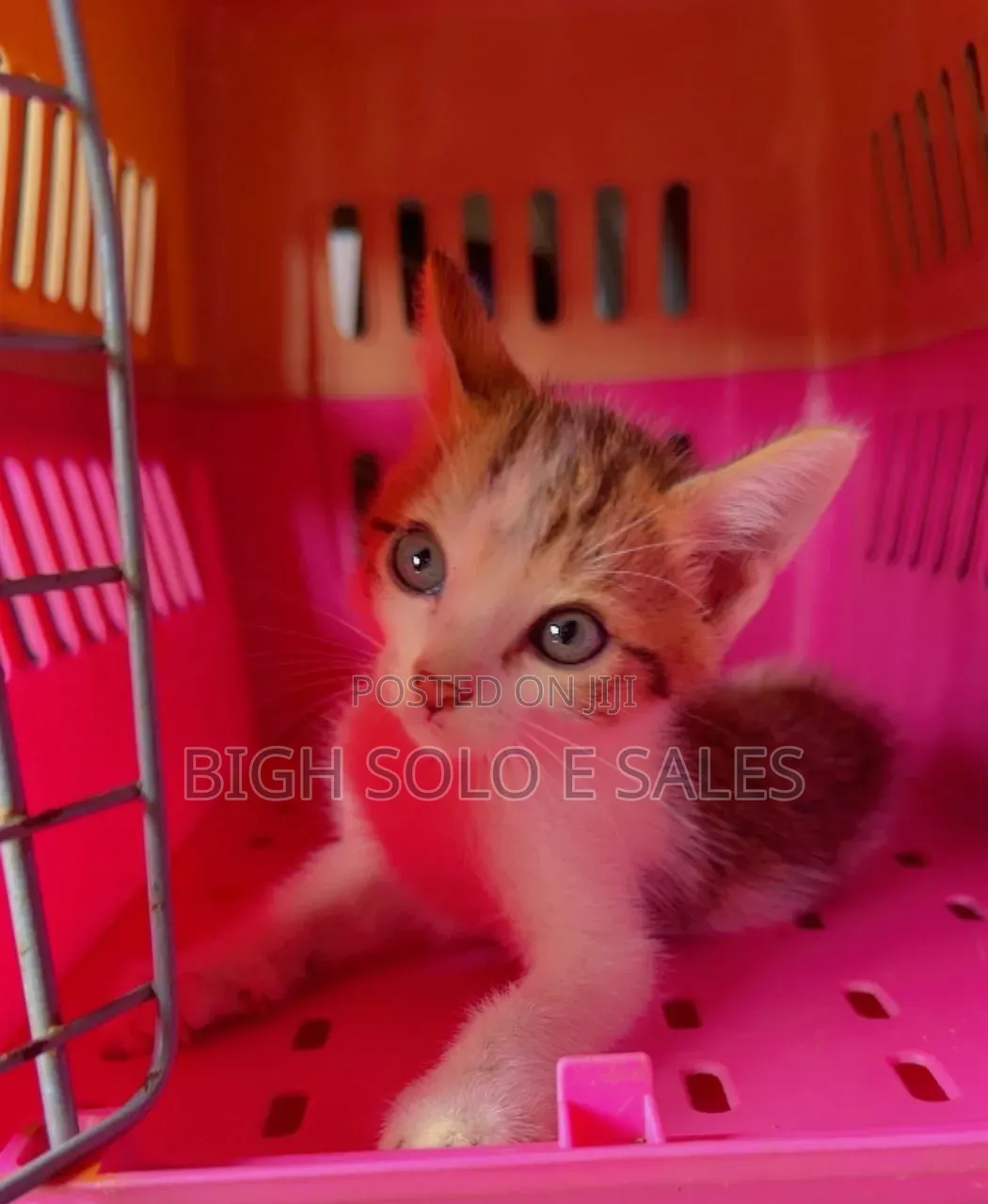 1-3 months Female Mixed Breed American Shorthair
