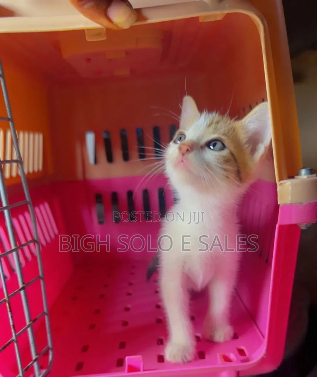 1-3 months Female Mixed Breed American Shorthair