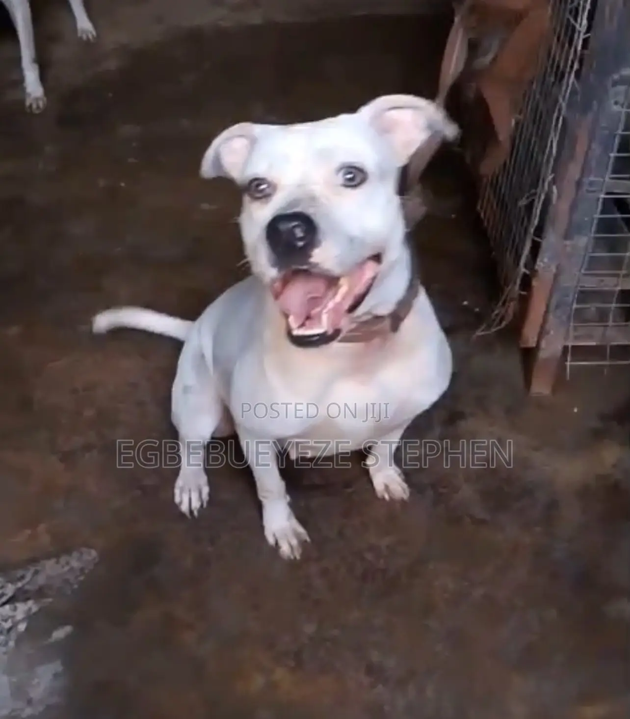 1+ year Female Purebred American Pit Bull Terrier