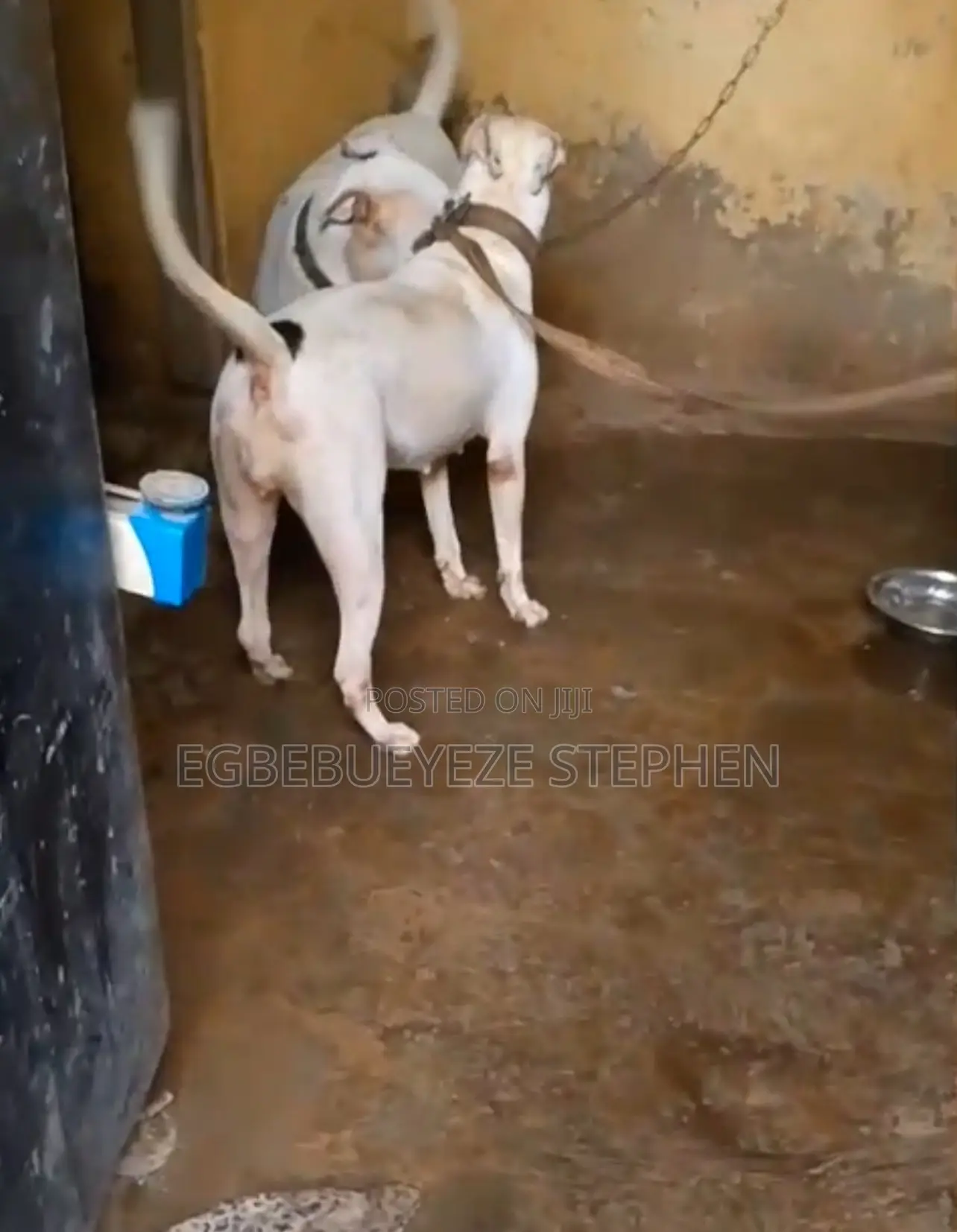 1+ year Female Purebred American Pit Bull Terrier