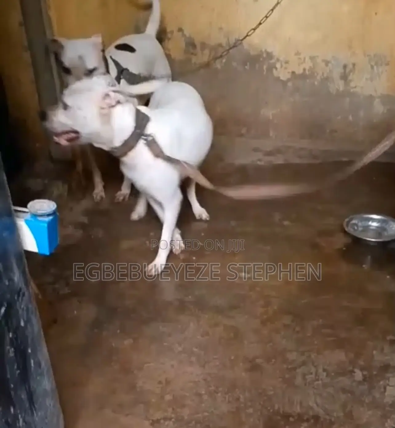 1+ year Female Purebred American Pit Bull Terrier