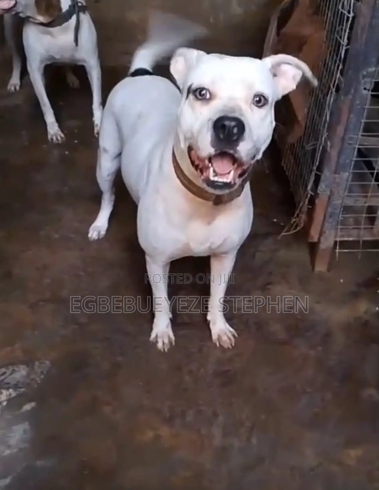 1+ year Female Purebred American Pit Bull Terrier