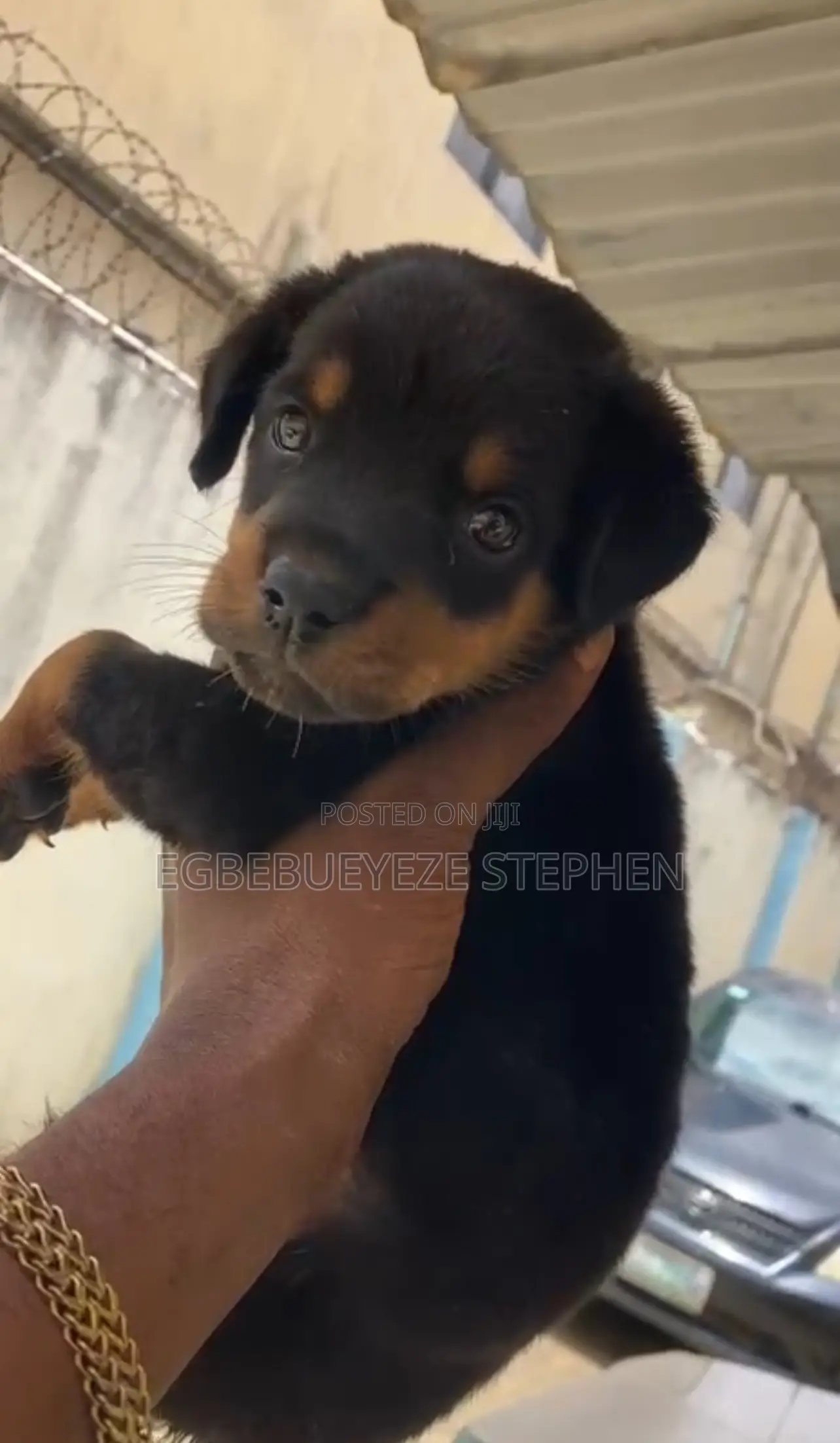 1-3 months Female Purebred Rottweiler