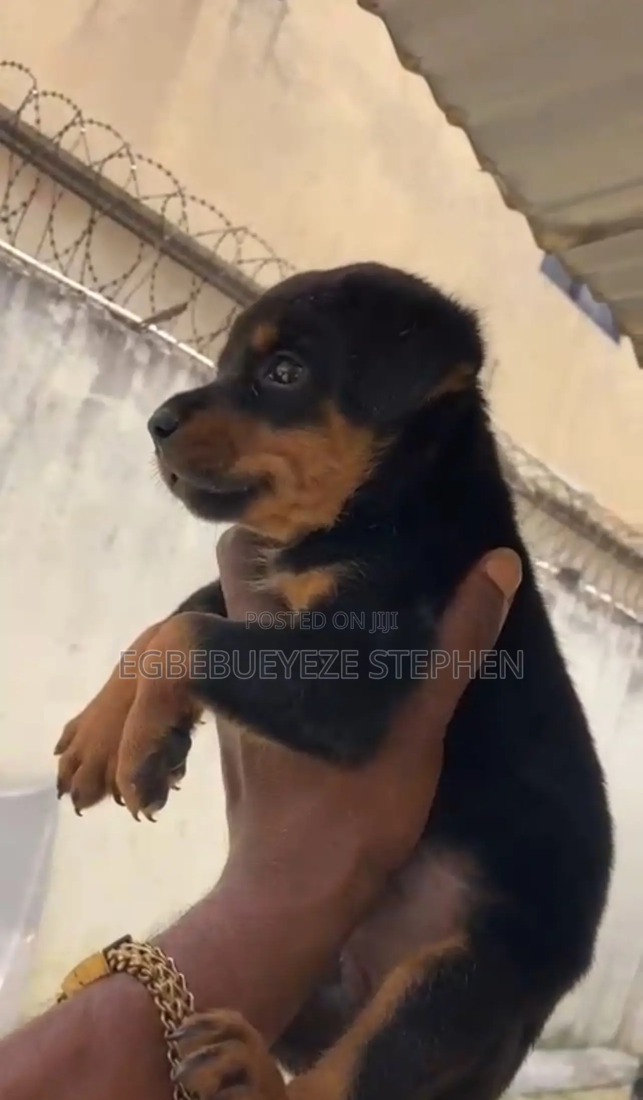 1-3 months Female Purebred Rottweiler