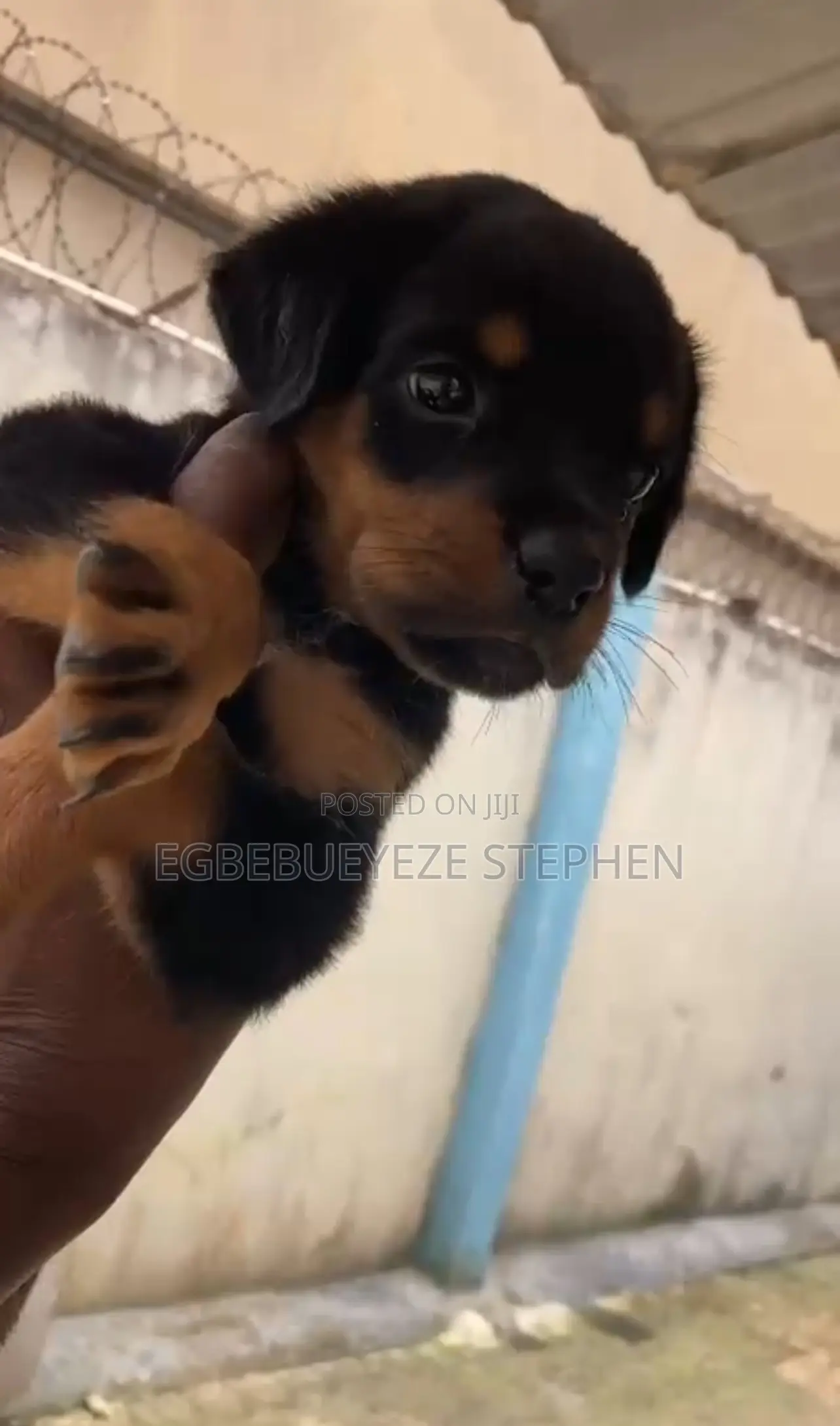 1-3 months Female Purebred Rottweiler