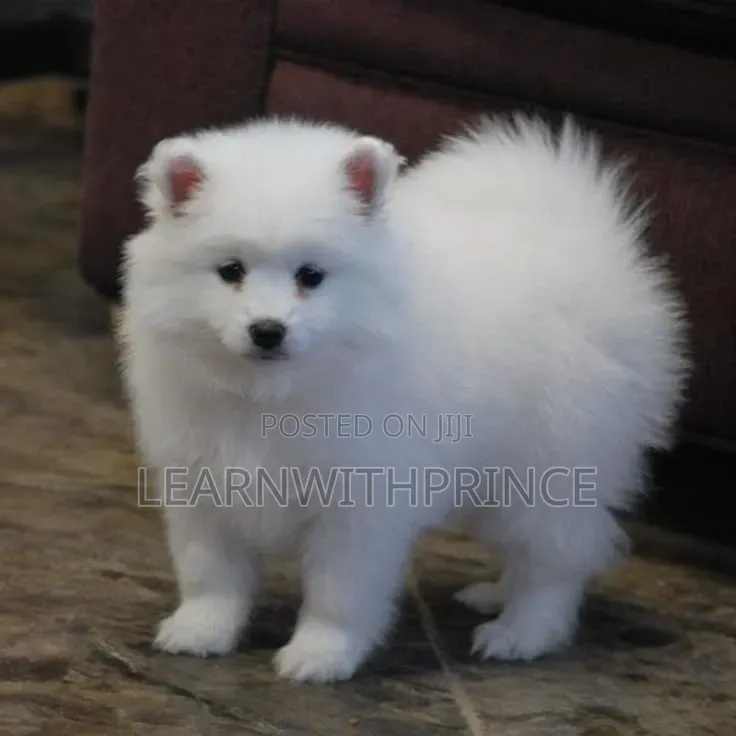 1-3 months Female Purebred American Eskimo