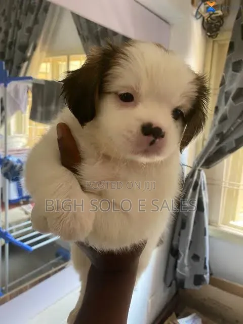 1-3 months Female Purebred Lhasa Apso