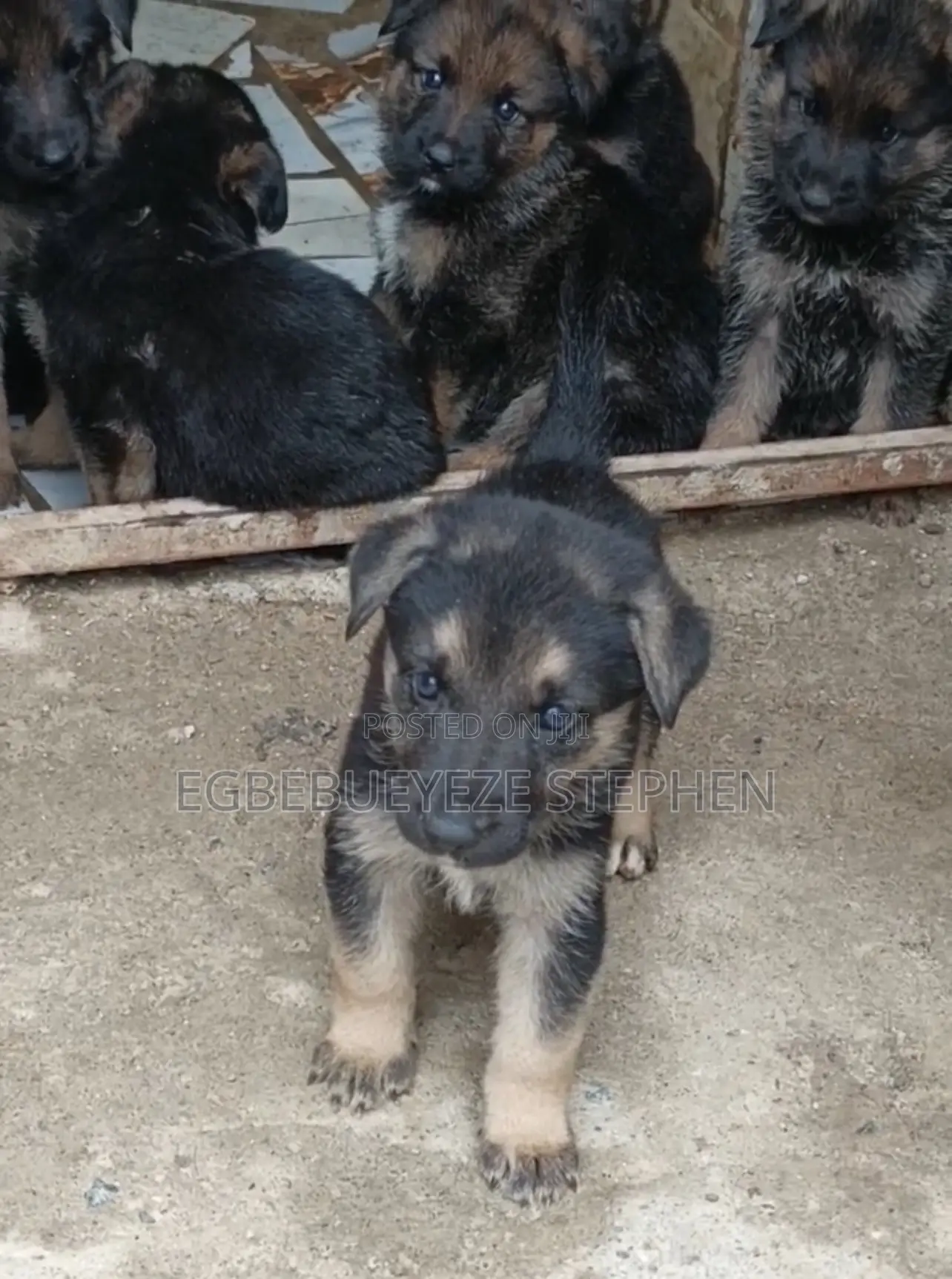 1-3 months Female Purebred German Shepherd