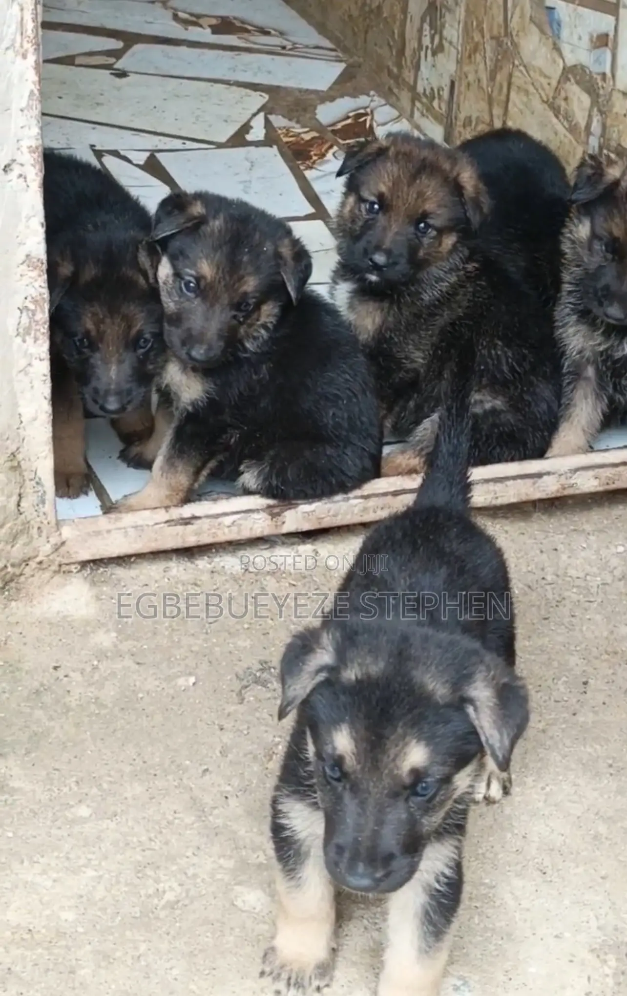 1-3 months Female Purebred German Shepherd