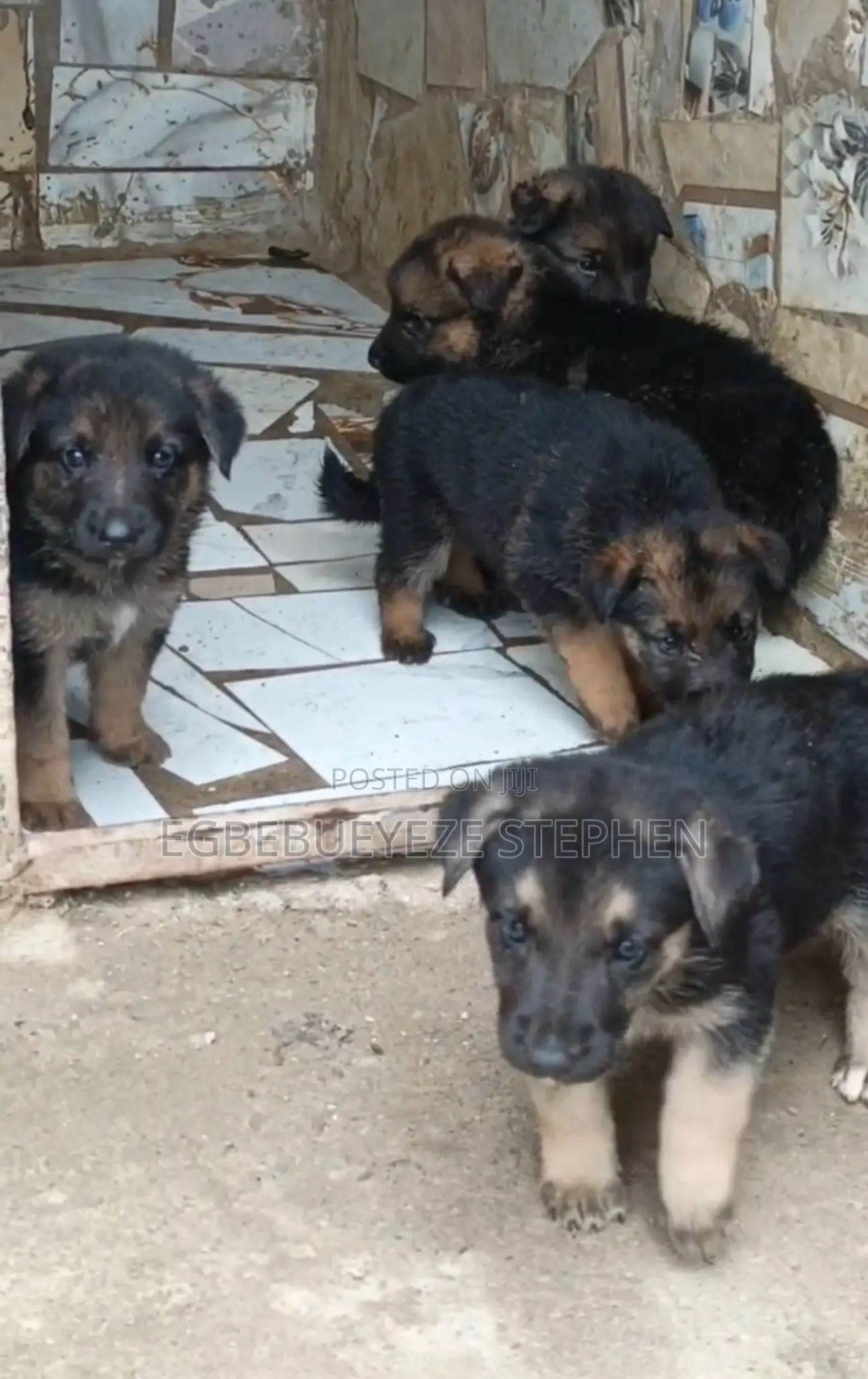 1-3 months Female Purebred German Shepherd