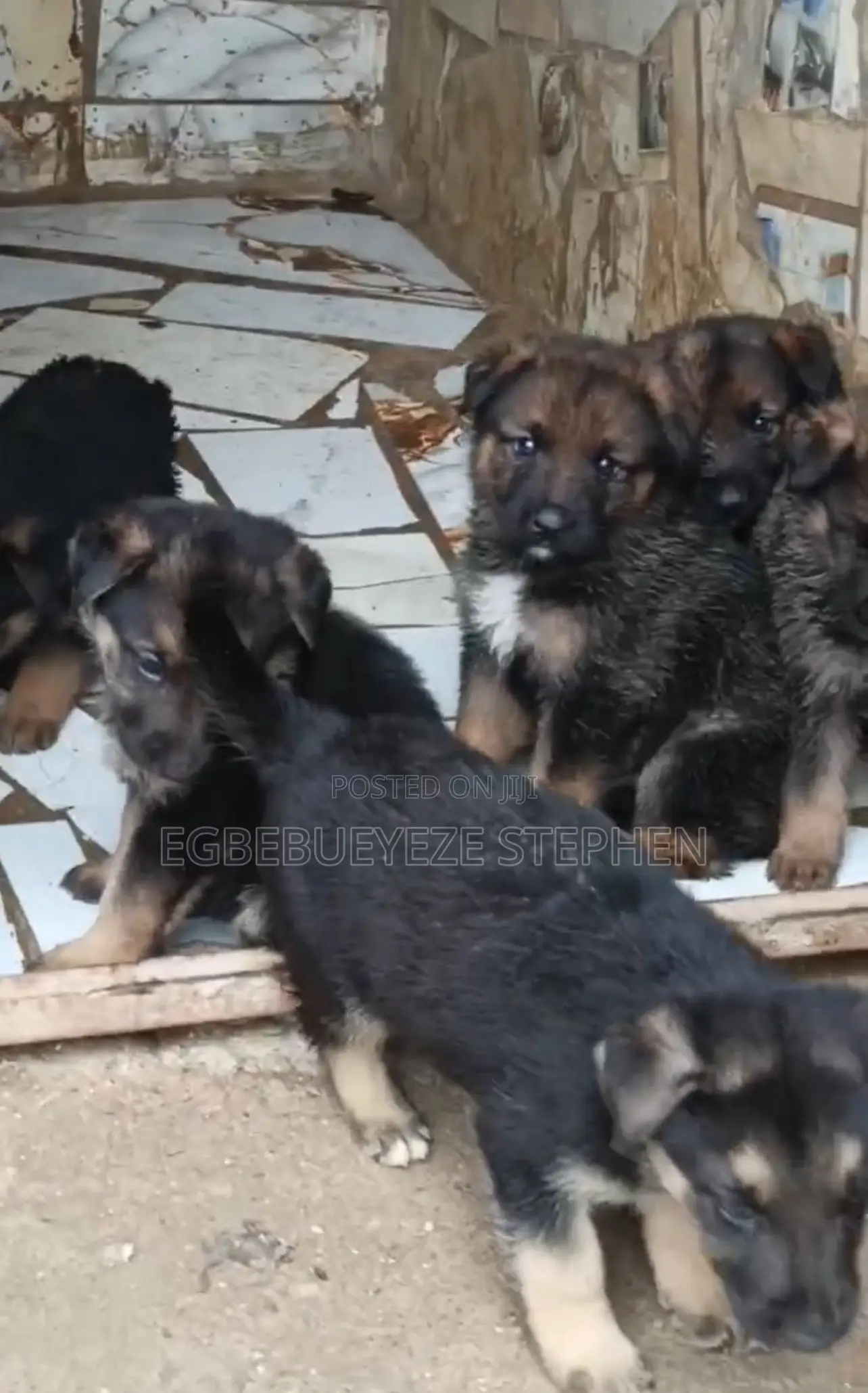 1-3 months Male Purebred German Shepherd