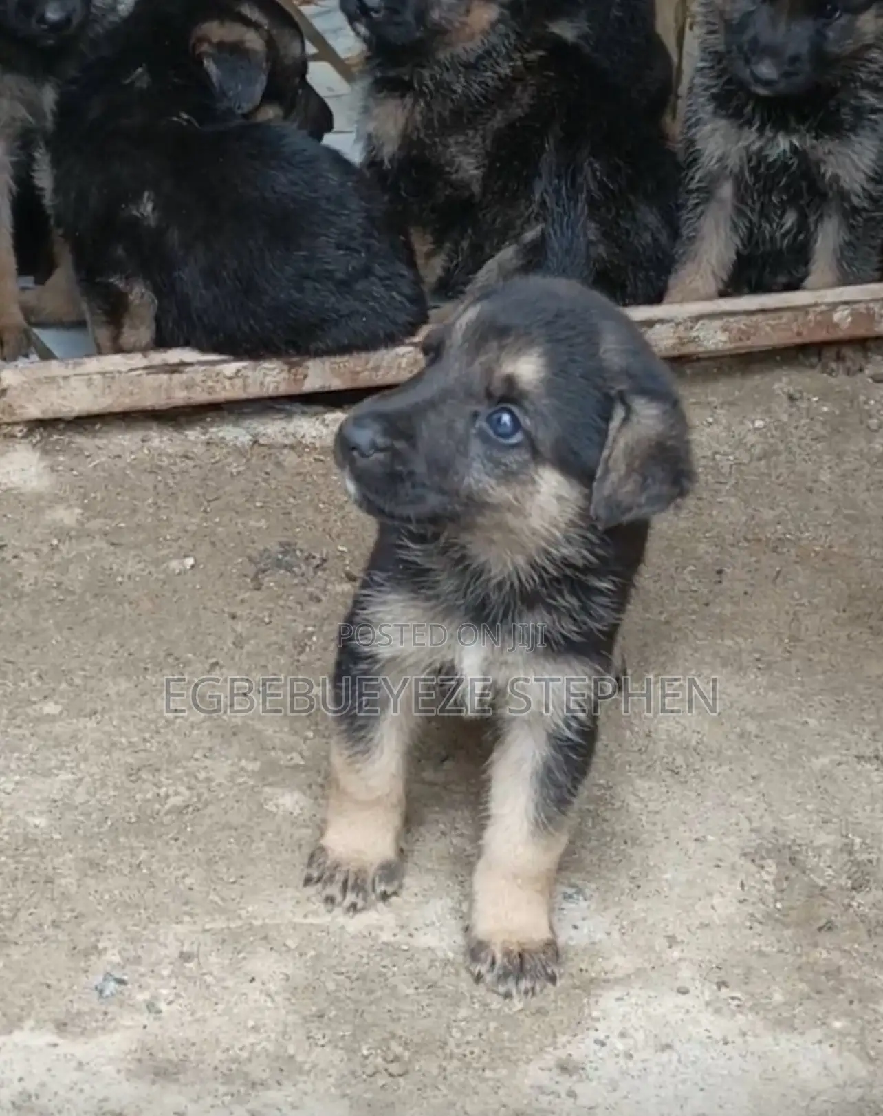 1-3 months Male Purebred German Shepherd