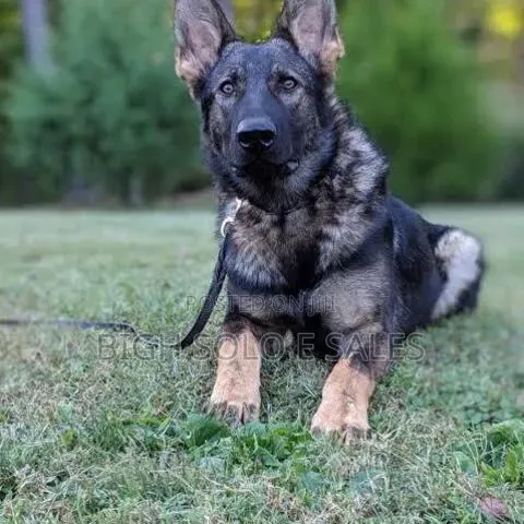 1-3 months Female Purebred German Shepherd