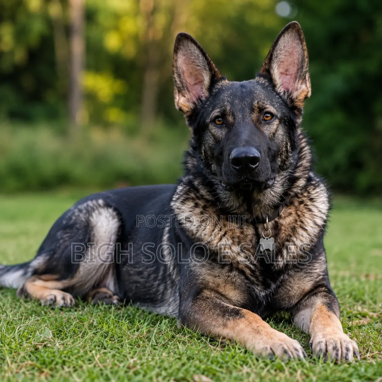 3-6 months Female Purebred German Shepherd
