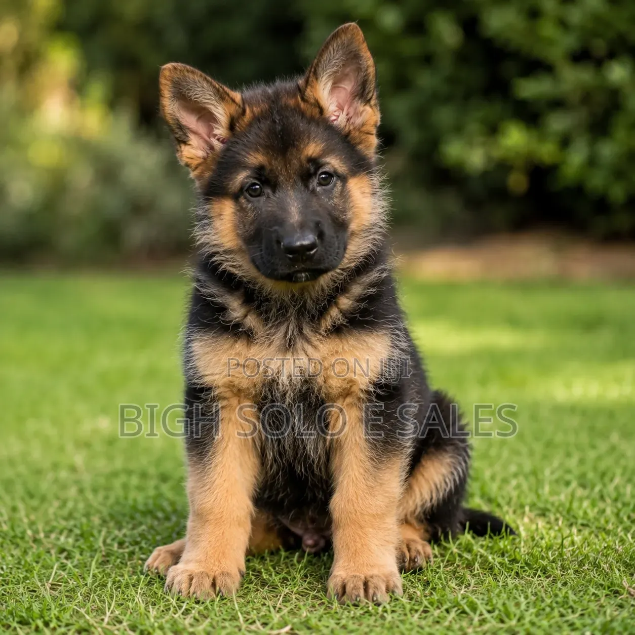 3-6 months Female Purebred German Shepherd