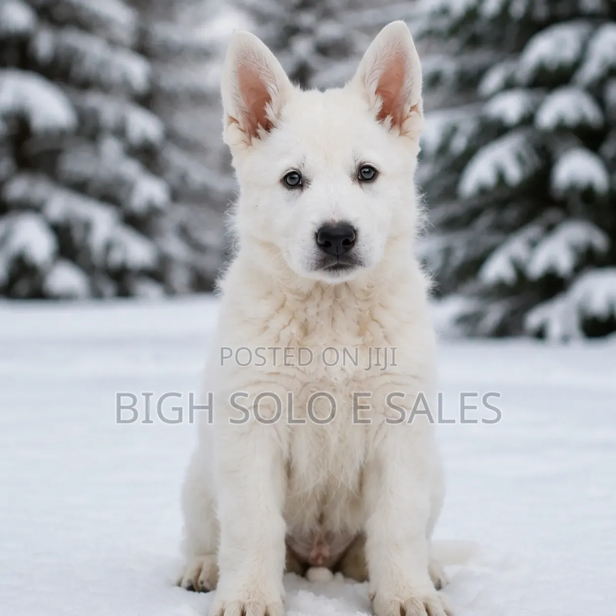 3-6 months Female Purebred German Shepherd