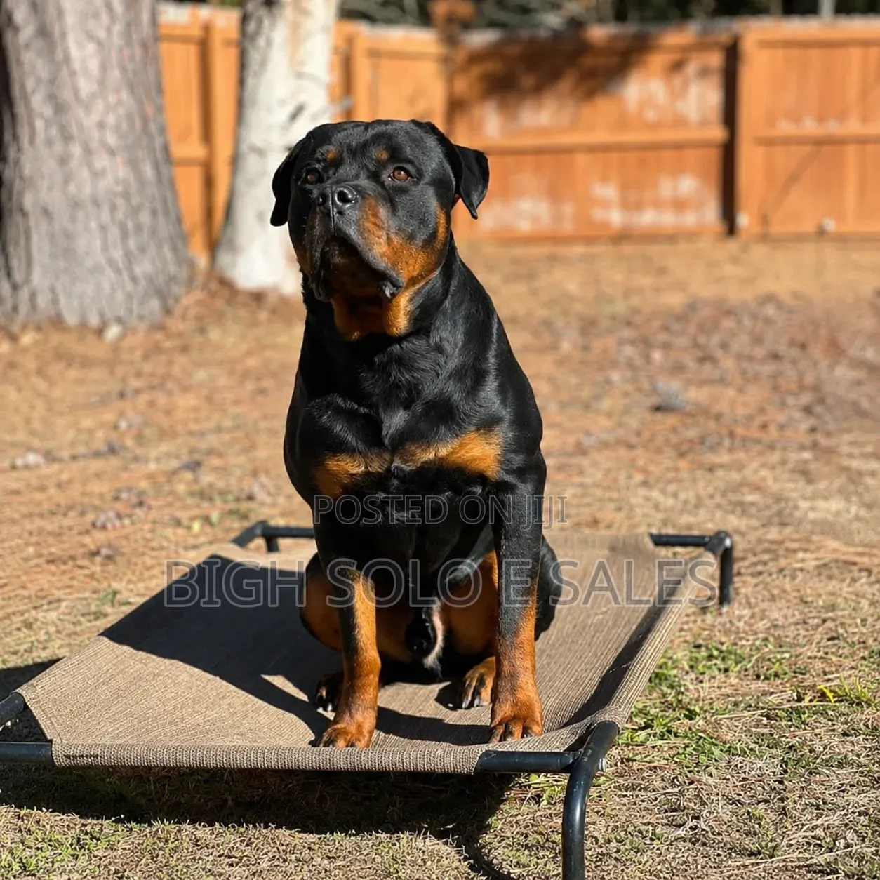 6-12 months Female Purebred Rottweiler