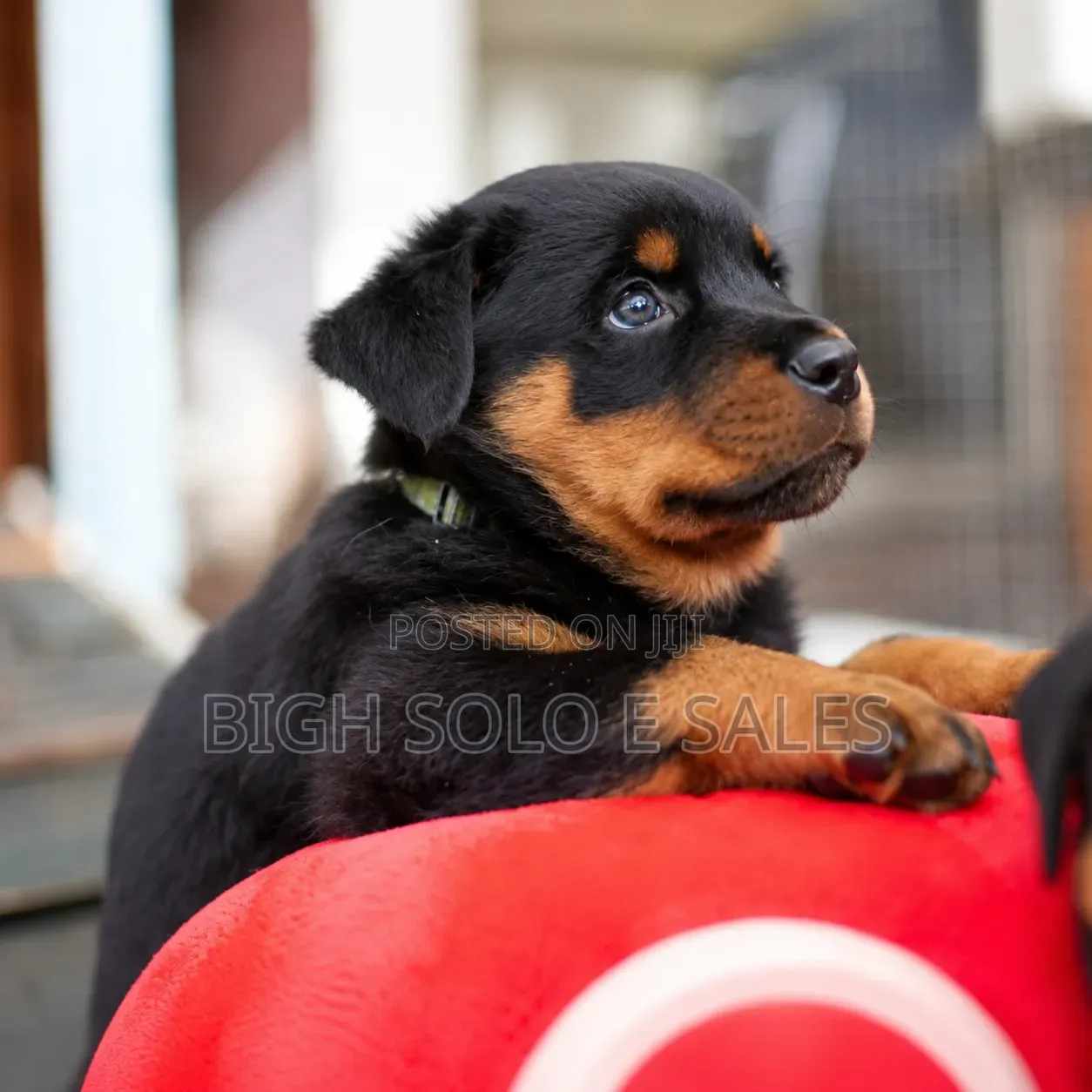 3-6 months Female Purebred Rottweiler